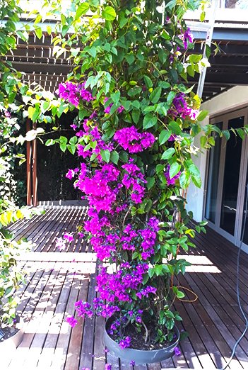 ENREDADERA-FLORES