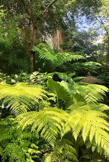 PLANTAS-JARDIN