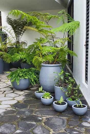 PLANTAS-MACETA