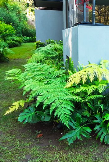 PLANTAS
