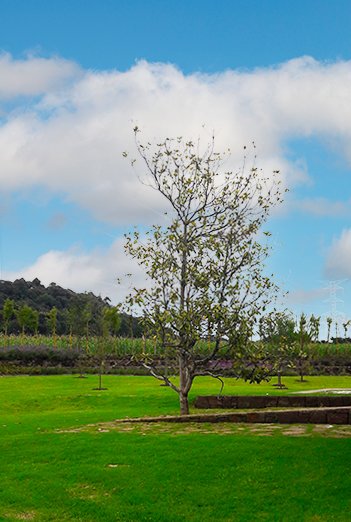 arbol-jardin