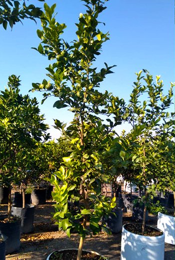 arbol-limon