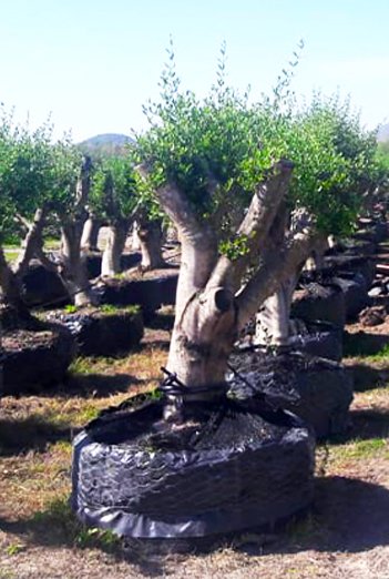 arbol-plantar