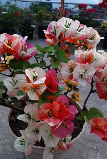 GardenFotosV (4)