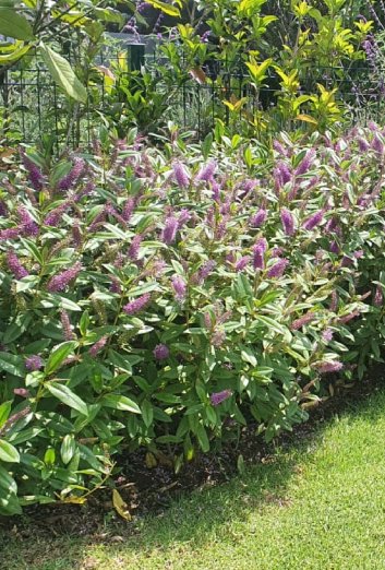 GardenFotosV (6)