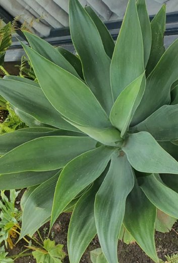 GardenFotosV (7)