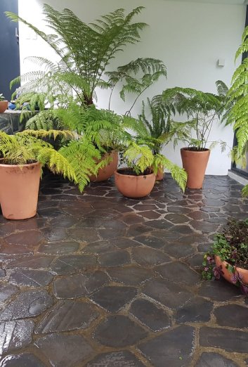 GardenFotosV (8)